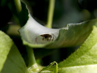 a spider hidden in a spider's web on a leaf