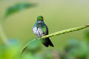 Obraz premium A juvenile Blue-chinned Sapphire hummingbird looking intently at the camera. A hummingbird with a natural background. A green and white bird perching on a plant with a smooth background. 