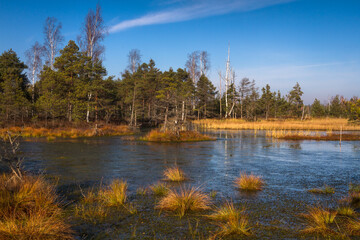 Colorful autumn day in the Kemeri moor