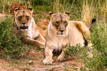 It's Couple of lionesses at the Naankuse Wildlife Sanctuary, Namibia, Africa