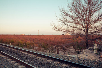 Pomegranate fields in bloom beside railway - Mediterranean agriculture - Railroad in Alicante, Spain - Fruit trees farming