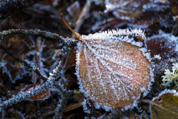frosted leaves and plants in autumn