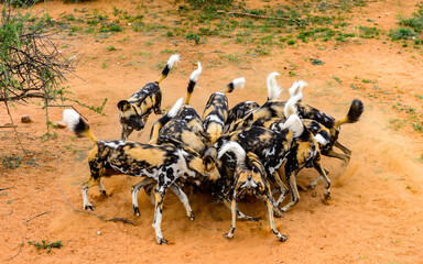 It's Wild Dogs foght for a piece of meat at the Lioness portrait at the Naankuse Wildlife Sanctuary, Namibia, Africa