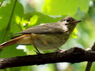 a small bird on a tree