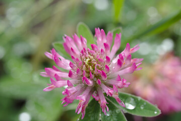 Nach dem Regen Wasserperlen auf Klee