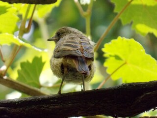 a small bird on a tree