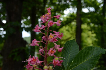 Red flowering Horsechestnut in the park