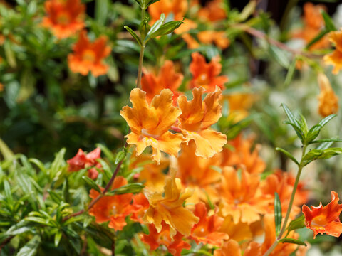 Mimulus aurantiacus | Mimule glutineux ou Mimule orange, une plante buissonnante &agrave; fleurs tubulaire, lob&eacute;es de couleur orange lumineux