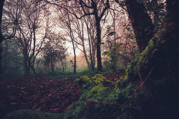 Penwaren woods, Cornwall
