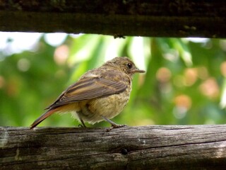 a small bird on a tree