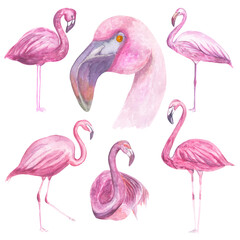 Watercolor illustration Composition of flamingos 