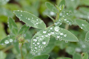 Nach dem Regen Wasserperlen auf Klee