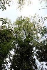 Looking up at the sky through trees in forest 