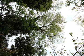 Looking up at the sky through trees in forest 