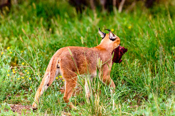 It's Caracal at the Naankuse Wildlife Sanctuary, Namibia, Africa