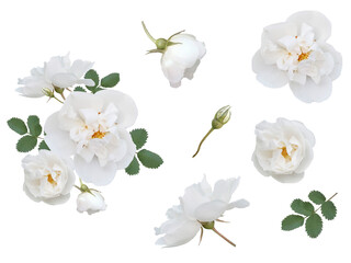 Isolated flowers of white rosehip on a white background. Element for the design.