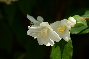 Jasmine flowers blossoming on bush in sunny day