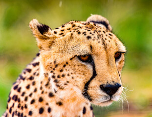 It's Portrait of a Cheetah at the Naankuse Wildlife Sanctuary, Namibia, Africa