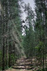 Pine forest with sunlight through the tree