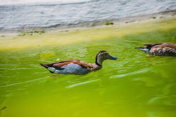 Cute ducks swimming in the pool