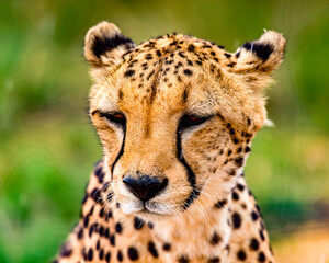 It's Portrait of a Cheetah at the Naankuse Wildlife Sanctuary, Namibia, Africa