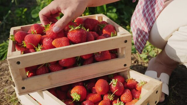 Close-up girl neatly puts ripe strawberries in wooden boxes on a strawberry field