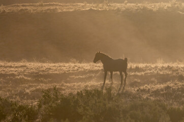 Wild Horses at Susnet int he Utah Desert