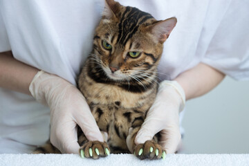 A veterinarian holds a Bengal cat. The animal's claws are covered with special caps to protect them from scratches. Portrait, close-up. the cat has a discontented face