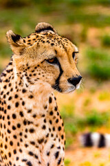 It's Portrait of a Cheetah at the Naankuse Wildlife Sanctuary, Namibia, Africa