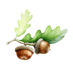 Acorn with oak leaves watercolor illustration. Hand drawn realistic oak tree brown nut with green leaf. Acorn macro forest and park tree element image. Isolated on white background © anitapol