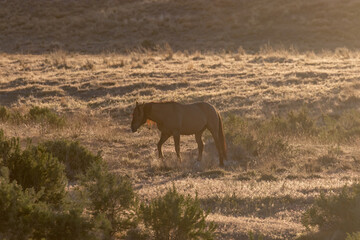 Fototapeta premium Wild Horses at Susnet int he Utah Desert