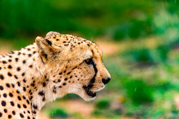 It's Portrait of a Cheetah at the Naankuse Wildlife Sanctuary, Namibia, Africa