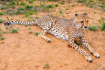 It's Cheetah close view at the Naankuse Wildlife Sanctuary, Namibia, Africa
