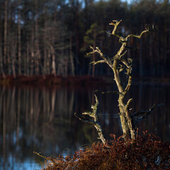 Colorful autumn day  in the Cenas moor