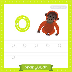 Letter O lowercase cute children colorful zoo and animals ABC alphabet tracing practice worksheet of Sitting Orangutan for kids learning English vocabulary and handwriting vector illustration. © natchapohn