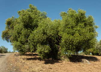 Big olive tree in landscape 