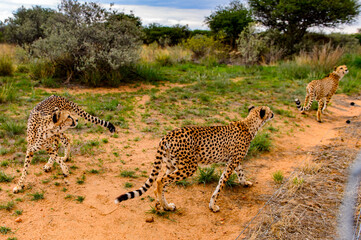 It's Cheetah close view at the Naankuse Wildlife Sanctuary, Namibia, Africa