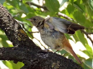 a small bird spread its wings