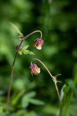 
Geum rivale on a blurry background