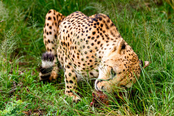 Fototapeta premium It's Close up of a Cheetah at the Naankuse Wildlife Sanctuary, Namibia, Africa