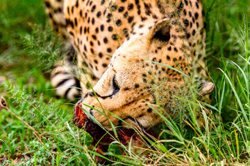 Naklejka na ściany i meble It's Close up of a Cheetah at the Naankuse Wildlife Sanctuary, Namibia, Africa