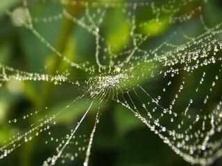 spider web with drops after rain