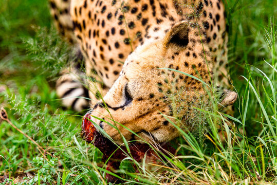 It's Close up of a Cheetah at the Naankuse Wildlife Sanctuary, Namibia, Africa