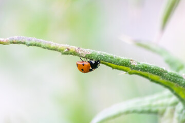 Cute little ladybug with red wings and black dotted hunting for plant louses as biological pest control and natural insecticide for organic farming with natural enemies reduces agriculture pesticides