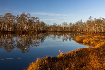 Colorful autumn day  in the Cenas moor