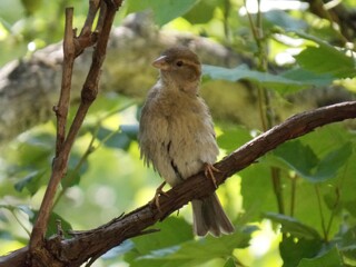 a little sparrow on a branch