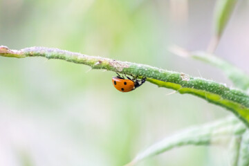 Cute little ladybug with red wings and black dotted hunting for plant louses as biological pest control and natural insecticide for organic farming with natural enemies reduces agriculture pesticides