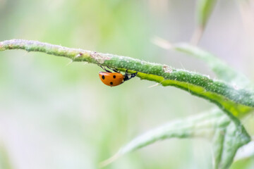 Cute little ladybug with red wings and black dotted hunting for plant louses as biological pest control and natural insecticide for organic farming with natural enemies reduces agriculture pesticides