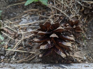 pine cones on the snow
