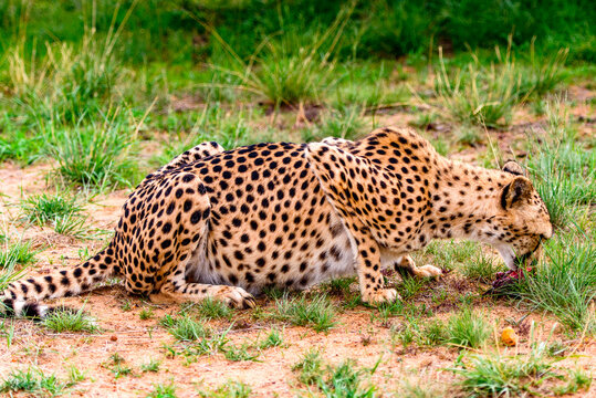 It's Close up of a Cheetah at the Naankuse Wildlife Sanctuary, Namibia, Africa